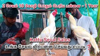 Kattu seval sales || Peruvedai koli pannai || koli valarpu murai || poultry farm tamil #kattuseval