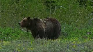 Grizzly Bear 399 and Two Cubs in Grand Teton National Park