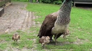 De blauwe pauw (Pavo Cristatus)