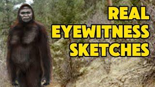 Bigfoot Stories from the Cascades| Latest Sighting  in Washington State| Eyewitness Sketches