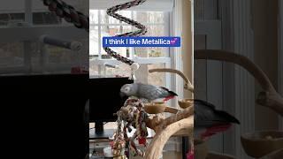 It appears Symon has an eclectic taste in music​⁠@metallica #talkingparrot #africangrey #music