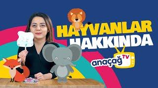 HAYVANLAR HAKKINDA BİLGİLER / Fen ve Doğa Etkinlikleri / ANAÇAĞ TV