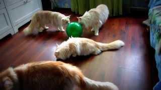 Soft paws and a balloon.Мягкие лапки и шарик.