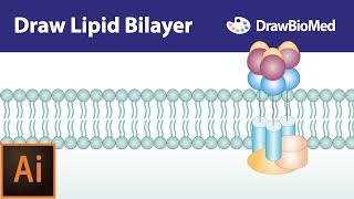 Draw Cell Membrane in Adobe Illustrator | Draw Lipid Bilayer in Adobe Illustrator|Graphical Abstract