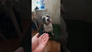 Амстафф 1 год | Обмен | Стаффорд | Amstaff one year | Staffy