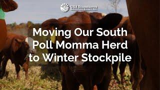 Moving Our South Poll Momma Herd To Winter Stockpile