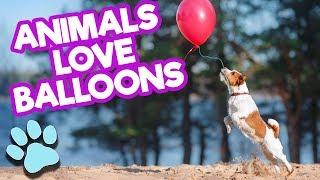 Animals LOVE Balloons | Funny Pets Compilation | #thatpetlife