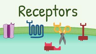 Receptors: Types & Functions