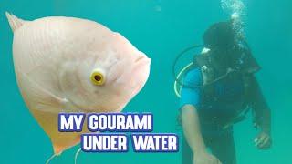 underwater footage | my Giant Gourami | Gourami under water 