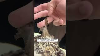 Rescue a baby octopus, and then #animalshorts #shortvideo #animalrescue