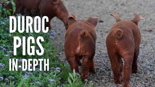 Duroc Pigs: Breed Profile, Characteristics and More