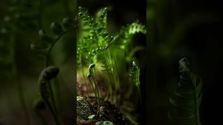 Best indoor ferns in India, indoor plants for home #short #youtube