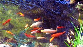 Pond with fish in backyard. #birdnoises #backyardsounds