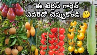 అరుదైన కూరగాయల మిద్దె తోట|Terrace garden tour|Bumper harvest|Exotic vegetables  ENG SUB#premasgarden