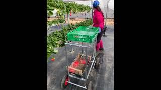 Carrello per la raccolta di fragole e berries in fuori suolo