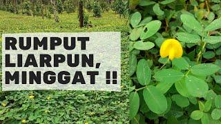 Cara Menanam Rumput Arachis Pintoi dan 5 Kelebihannya yang Perlu Anda Ketahui - Kebun Bangka #17