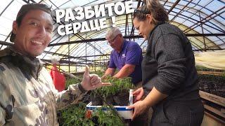 ТЕПЕРЬ ТОЧНО ГОЛОДАТЬ НЕ БУДЕМ ! ЗАКУПИЛИСЬ РАССАДОЙ ТОМАТОВ ! СТАРАЯ ДАЧА ! СТОЛЫЧ