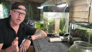 HOW TO BREED CONGO TETRAS PART 1 TANK SET-UP