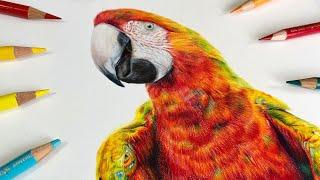  Drawing a Macaw in Coloured Pencil  Create bright, vibrant feathers