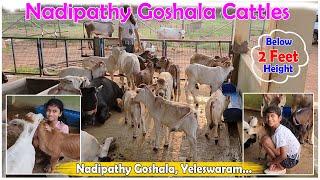 Micro & mini cows in our farm | Nadipathy goshala | #miniature #trending #tiktok #viral #youtube #yt