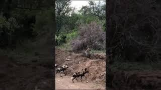 Epic Wildlife Showdown: Wild Dogs, Leopard, and Hyena in Action!