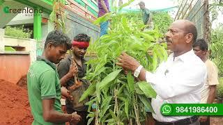 Pt 2 June Load - மார்க்கெட்டில் எளிதாக கிடைக்காத பழங்கள் | Rare Fruits You Can't Find at the Market