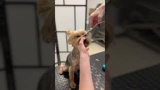 The most requested Yorkie haircut at my dog salon