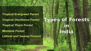 Types of Forests in India - Evergreen, Deciduous, Thorny, Montane, Littoral Swamp