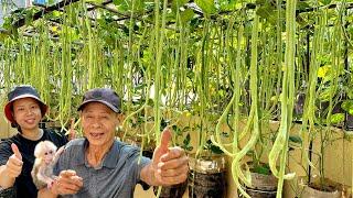 Harvest Overflow! Secret to Growing Tons of Long Beans in a Tiny 3m² Garden