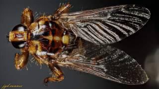 mouche plate macro focus stacking avec rail cognisys et objectif canon mp-e 65