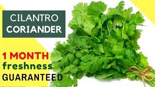 Coriander/Cilantro Storage | How To Store Coriander Leaves For Long Time