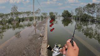 Ternyata Di sungai kecil Pinggir Jalan ini Banyak Ikan Besarnya !!!