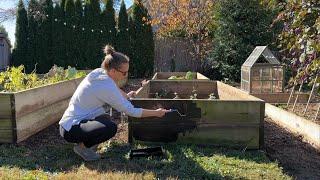 Transplanting Lilies, Dividing Geums, Moving Hydrangeas in a Drought, Staining Raised Beds