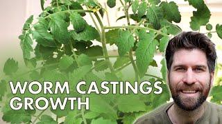 HUGE Growth by Potting up Seedlings with Worm Castings