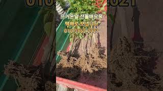 돌배묘목/돌배나무 분양 #돌배효능