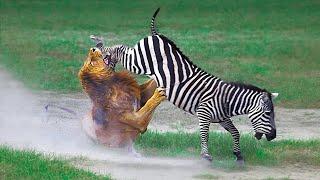 Times Animals Messed With Wrong Opponents !