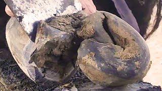 Pain! Hammer hoof tortured old donkey lying on the ground for 8 years, hoof sockets full of lesions