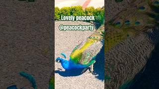 Peacocks! @PeacockParty #peacock #love #birds #animals #christmas #tiktok #bluepeafowl