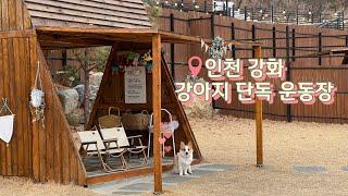 강아지 단독 운동장 | 인천 강화 멍숲 | playground for dog