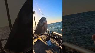 Pompano Jetty Fishing Packery Channel, Corpus Christi TX 