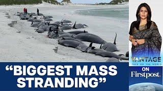 Whole Pod of 77 Whales Die in Mass Stranding in Scotland | Vantage with Palki Sharma