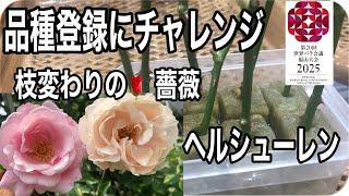 薔薇の品種登録にチャレンジ！ヘルシューレンの枝変わり