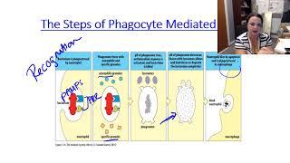 Phagocytosis