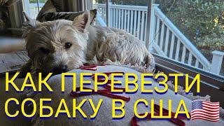  СОБИРАЕМ ДОКУМЕНТЫ ДЛЯ CDC #перевозкаживотных #dog #cdc #ВВОЗСОБАКВСША #ПЕРЕЕЗДССОБАКОЙ