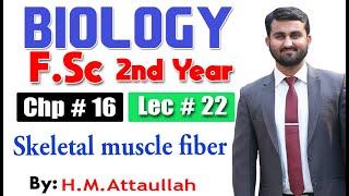 Skeletal muscle fibers  | Chapter 16 | 2nd year Biology | Lec. # 22