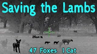 SAVING THE LAMBS • 47 FOXES & 1 CAT