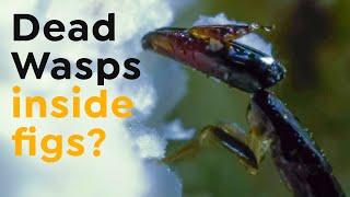 Wasps Inside Figs | Incredible Creatures