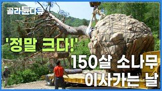 작업 비용 2,000만 원!  22톤 대형 소나무 새로운 보금자리 만들어주기┃소나무 이식 작업┃극한직업┃#골라듄다큐