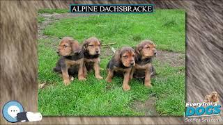 Alpine Dachsbracke  Everything Dog Breeds 