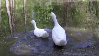 Rescued Ducklings Swim for the First Time